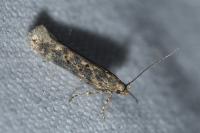 Scrobipalpa ocellatella