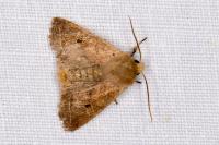 Leptologia macilenta