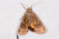 Noctua janthe/janthina