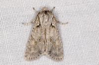 Lithophane ornitopus