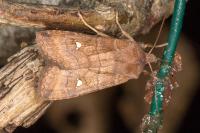 Eupsilia transversa