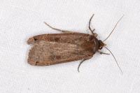 Noctua pronuba