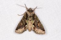 Allophyes oxyacanthae