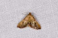 Endotricha flammealis