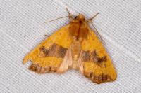 Atethmia centrago