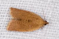 Clepsis consimilana