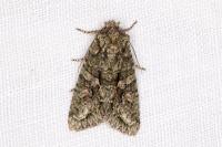 Dryobotodes eremita