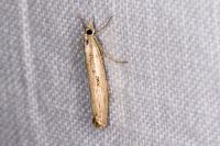 Agriphila geniculea