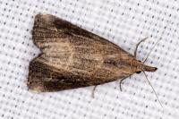 Schrankia costaestrigalis