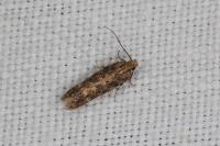 Scrobipalpa ocellatella