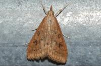 Udea ferrugalis