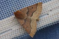 Crocallis tusciaria