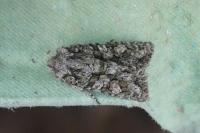 Dryobotodes eremita