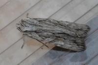 Lithophane leautieri