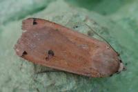 Noctua pronuba