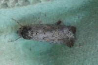 Spodoptera exigua