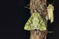 Dryobotodes eremita