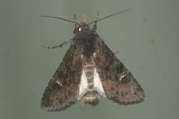 Aporophyla nigra
