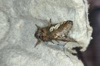 Diloba caeruleocephala