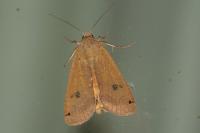 Noctua pronuba