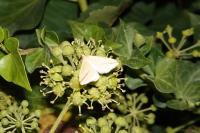 Rhodometra sacraria