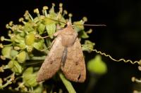 Sunira circellaris