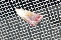 Eublemma purpurina