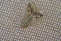 Helicoverpa armigera