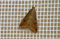 Udea ferrugalis