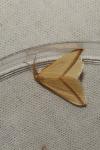 Rhodometra sacraria