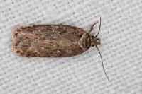 Depressaria