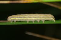 Lacanobia oleracea