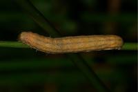 Lacanobia oleracea