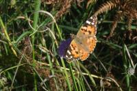 Vanessa cardui