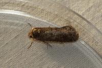 Spodoptera exigua