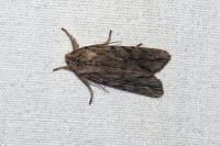 Lithophane leautieri