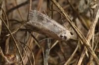 Spodoptera exigua