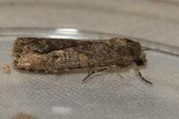 Spodoptera exigua