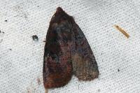 Conistra ligula