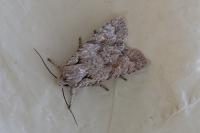 Lithophane ornitopus