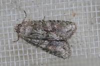 Dryobotodes eremita
