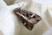 Trigonophora flammea