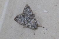 Polymixis flavicincta