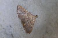 Endotricha flammealis