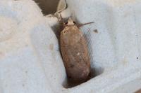 Noctua pronuba