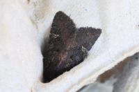 Aporophyla nigra