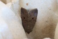 Leptologia lota