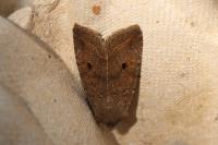 Leptologia lota