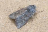 Luperina testacea