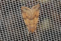 Cirrhia ocellaris